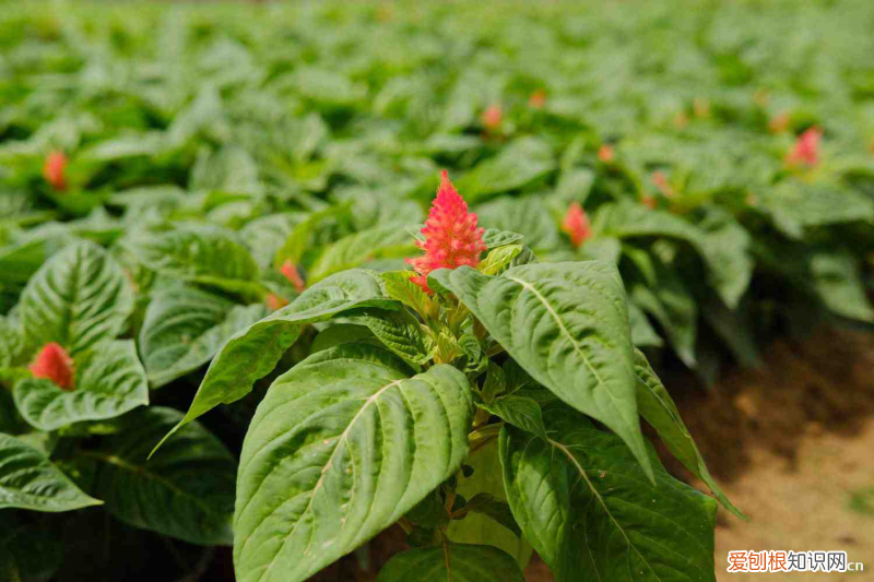 2021肇慶春節(jié)賞花好去處，肇慶適合養(yǎng)什么花，市花和市樹是什么？