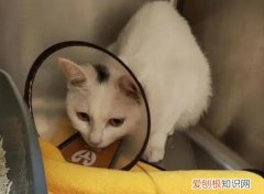 貓瘟堅持幾天能好 ，貓瘟一般幾天就會死掉？