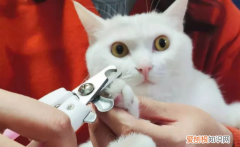 貓咪剪到血線流血了嚴(yán)重嗎 ，貓貓剪到血線？