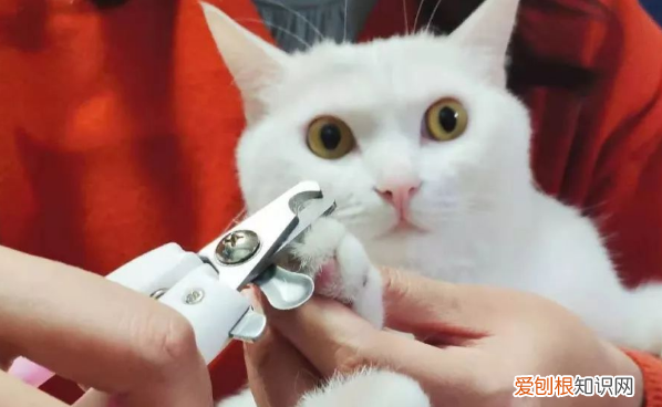 貓咪剪到血線流血了嚴(yán)重嗎 ，貓貓剪到血線？