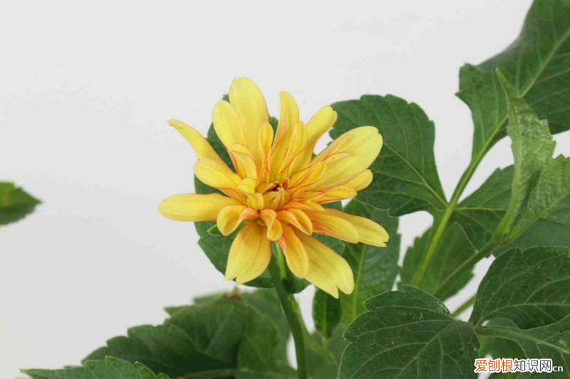 興安盟牛交易市場在哪里，興安盟適合養(yǎng)什么花，市花和市樹是什么？