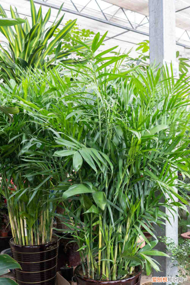 興安盟牛交易市場在哪里，興安盟適合養(yǎng)什么花，市花和市樹是什么？