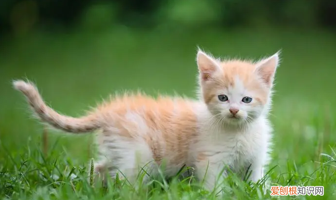 貓的尾巴能拽嗎? ，貓咪的尾巴可以拽嗎？