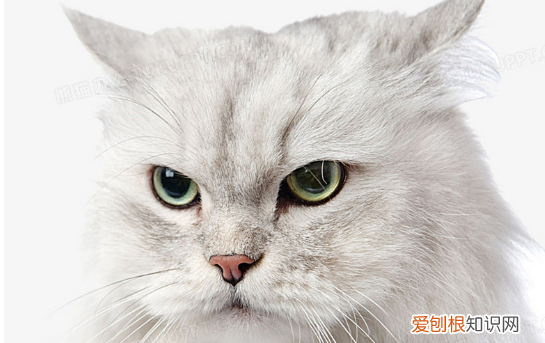 貓的眼神很犀利英語 ，貓的眼神很犀利英文？