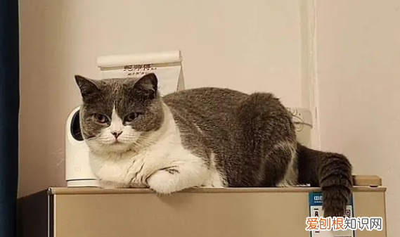 貓咪喜歡溫柔的人嗎 ，貓咪喜歡涼的地方還是熱的地方？