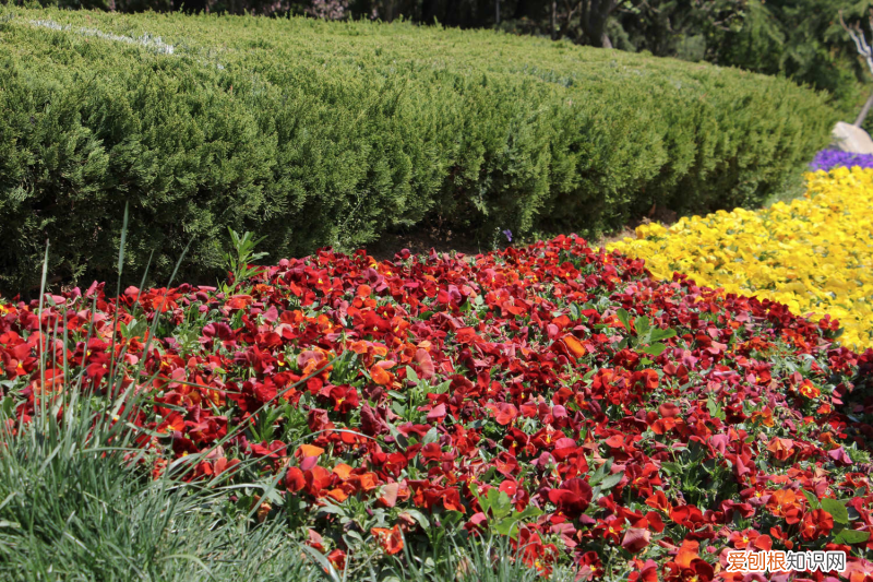 那曲適合長(zhǎng)期生活嗎，那曲適合養(yǎng)什么花，市花和市樹是什么？