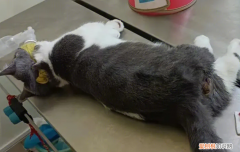 母貓超聲刀絕育和普通絕育 ，公貓激光絕育手術(shù)？