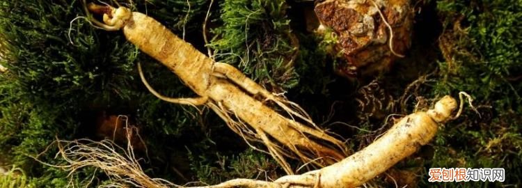 高麗人參怎么保存最好 ，高麗人參怎么保存時間長？