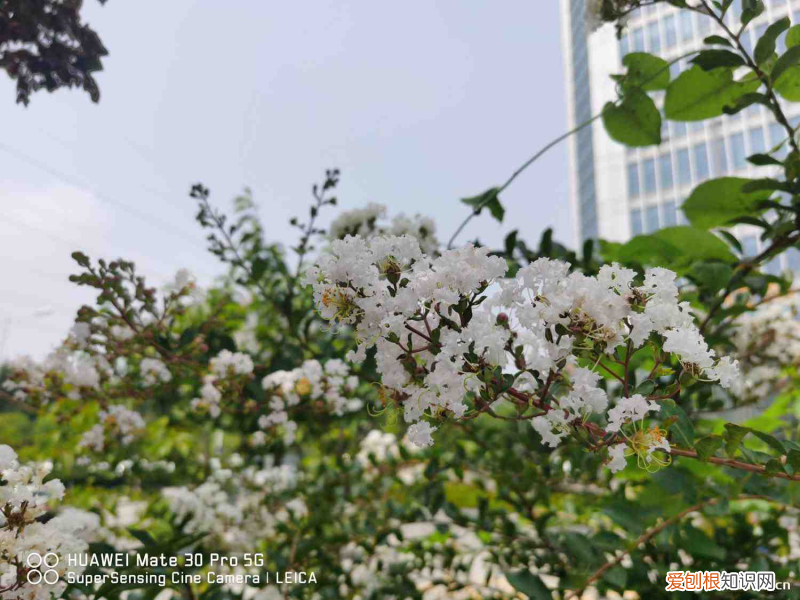 適合鹽城種植的花卉品種，鹽城適合養(yǎng)什么花，市花和市樹是什么？
