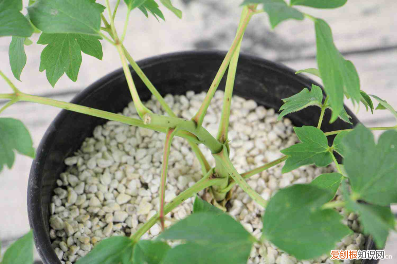 適合鹽城種植的花卉品種，鹽城適合養(yǎng)什么花，市花和市樹是什么？