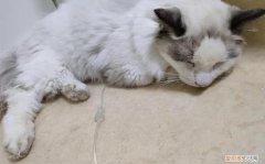 貓瘟?xí)卵畣釄D片大全 ，貓瘟?xí)卵畣釄D片真實(shí)？