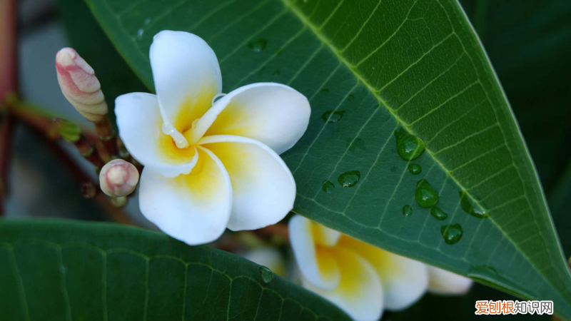 西雙版納州花是什么花，西雙版納適合養(yǎng)什么花，市花和市樹是什么？