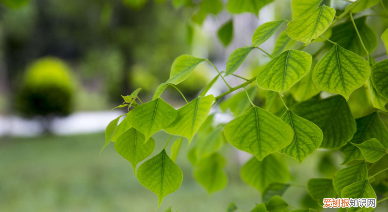 西雙版納州花是什么花，西雙版納適合養(yǎng)什么花，市花和市樹是什么？