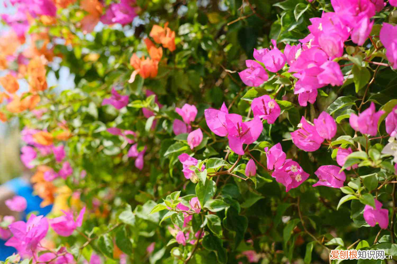 惠州古樹名木，惠州適合養(yǎng)什么花，市花和市樹是什么？