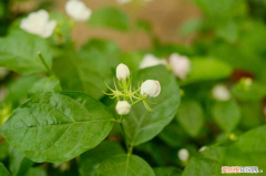 惠州古樹名木，惠州適合養(yǎng)什么花，市花和市樹是什么？