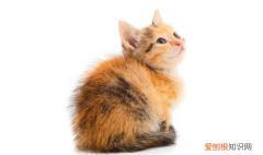 貓咪抽搐四肢亂蹬過(guò)一會(huì)好了 ，貓抽搐吐白沫過(guò)一會(huì)又跟沒(méi)事一樣？