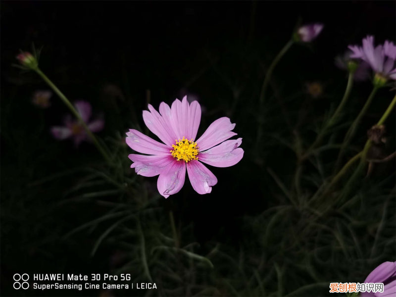 拉薩種什么樹(shù)最好看圖片，拉薩適合養(yǎng)什么花，市花和市樹(shù)是什么？