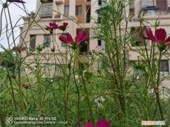 拉薩種什么樹(shù)最好看圖片，拉薩適合養(yǎng)什么花，市花和市樹(shù)是什么？