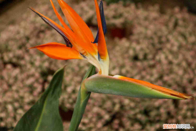 盘锦看花的地方在哪里，盘锦适合养什么花，市花和市树是什么？