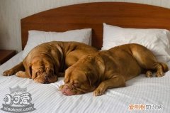 馬士提夫犬趴下怎么訓(xùn)練，馬士提夫獒犬臥倒訓(xùn)練教程，馬犬臥倒的訓(xùn)練方法