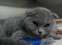 貓瘟要死的前兆 ，貓瘟好轉(zhuǎn)的10個(gè)征兆？