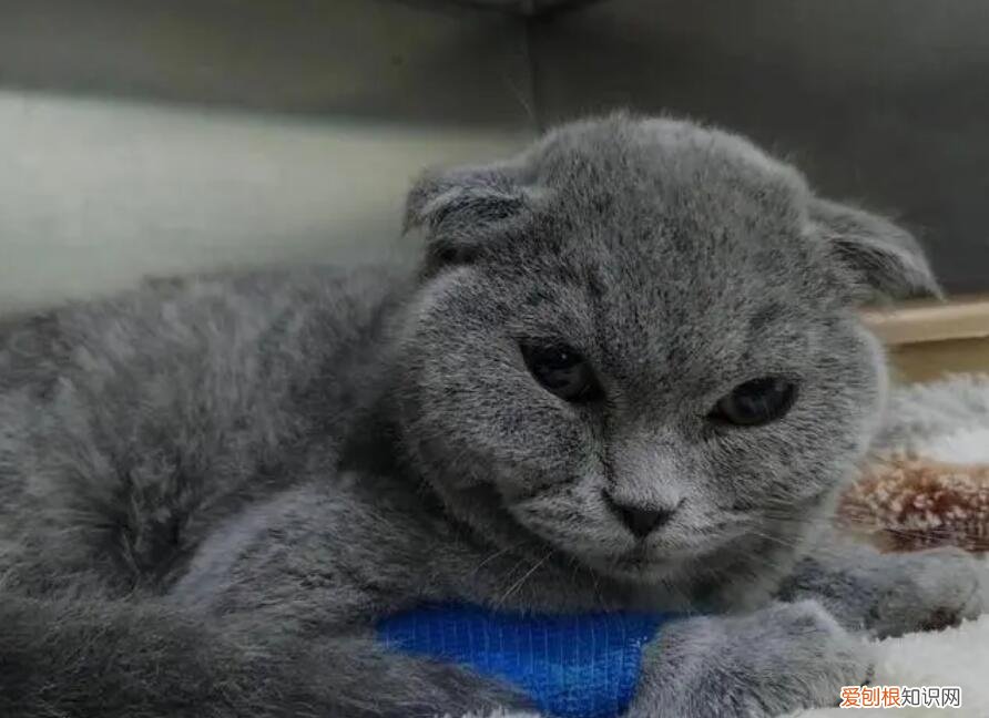 貓瘟要死的前兆 ，貓瘟好轉(zhuǎn)的10個(gè)征兆？