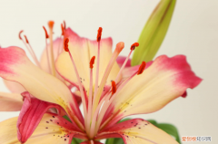 鐵嶺市里有什么好地方，鐵嶺適合養(yǎng)什么花，市花和市樹是什么？