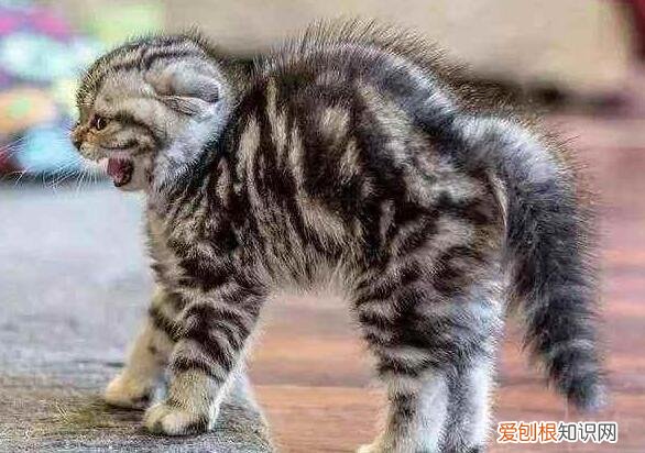 公貓豎著尾巴根部抖動(dòng) ，公貓豎著尾巴根部抖動(dòng)但是沒(méi)尿？