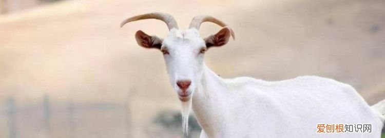 純山羊絨和普通山羊絨區(qū)別 ，山羊絨和純棉哪個好？