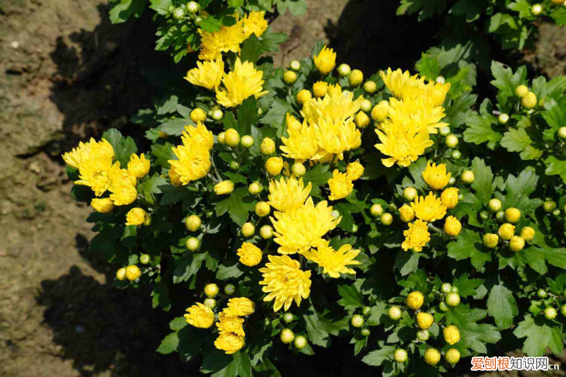 中山的市花，中山適合養(yǎng)什么花，市花和市樹(shù)是什么？