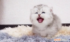 貓咪看著天花板哼唧的叫 ，貓看天花板,叫的很委屈？