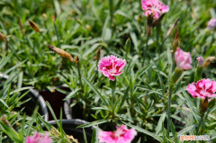 長(zhǎng)春的市花是哪種花，長(zhǎng)春適合養(yǎng)什么花，市花和市樹是什么？