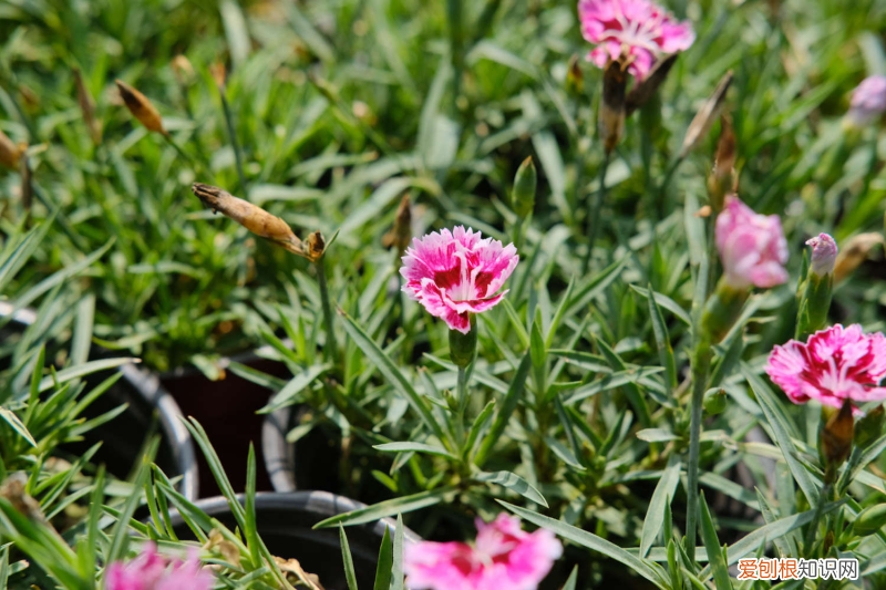 長(zhǎng)春的市花是哪種花，長(zhǎng)春適合養(yǎng)什么花，市花和市樹(shù)是什么？