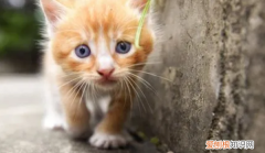 尋貓團隊 ，專業(yè)抓貓公司？