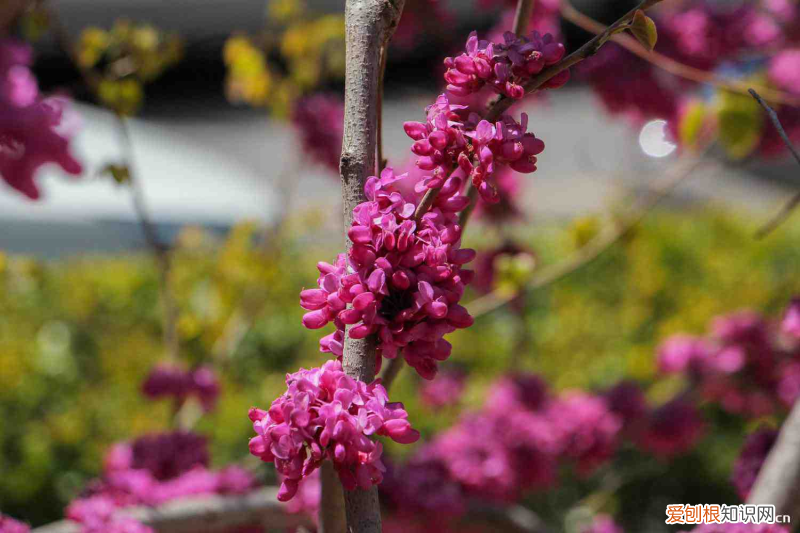 湛江21年春節(jié)賞花的好去處，湛江適合養(yǎng)什么花，市花和市樹(shù)是什么？