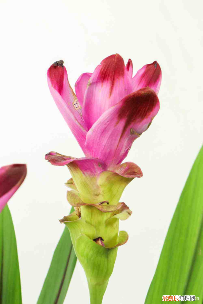 湛江21年春節(jié)賞花的好去處，湛江適合養(yǎng)什么花，市花和市樹(shù)是什么？