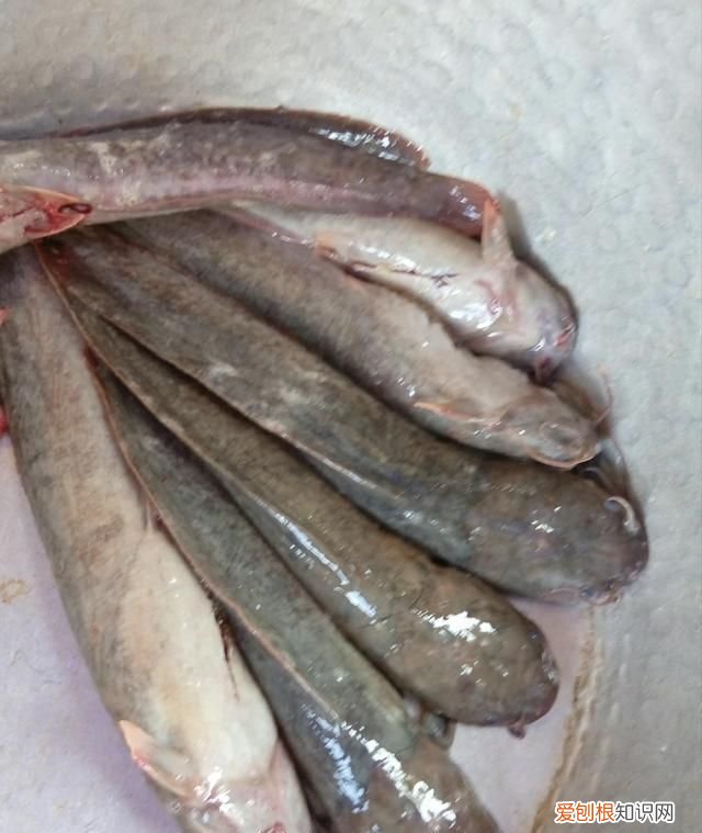 梭邊魚與鯰魚有什么區(qū)別圖片大全 ，梭邊魚與鯰魚有什么區(qū)別圖片視頻？