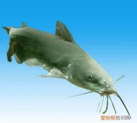 梭邊魚與鯰魚有什么區(qū)別圖片大全 ，梭邊魚與鯰魚有什么區(qū)別圖片視頻？