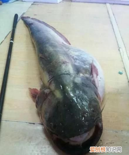 梭邊魚與鯰魚有什么區(qū)別圖片大全 ，梭邊魚與鯰魚有什么區(qū)別圖片視頻？