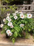 河源賞花的地方，河源適合養(yǎng)什么花，市花和市樹是什么？