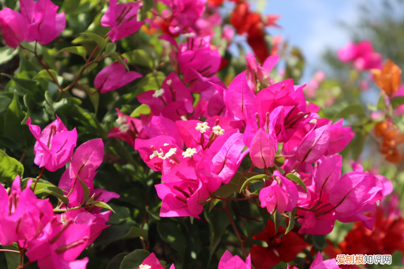 河源賞花的地方，河源適合養(yǎng)什么花，市花和市樹是什么？