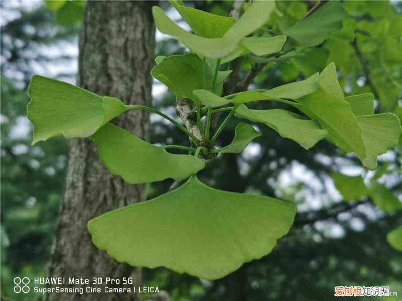 錦州都有什么樹，錦州適合養(yǎng)什么花，市花和市樹是什么？