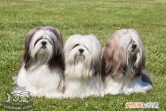 拉薩犬臥倒怎么訓(xùn)練，拉薩犬趴下訓(xùn)練教程，訓(xùn)練犬臥的方法