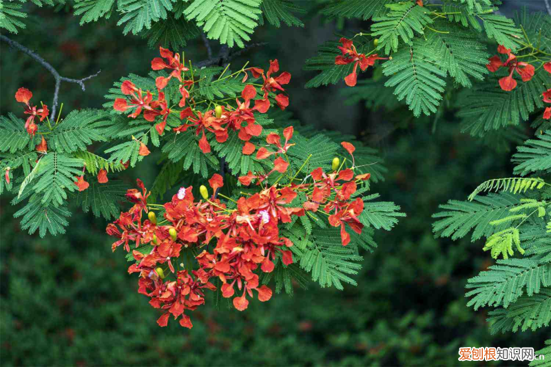廣東省云浮市市花，云浮適合養(yǎng)什么花，市花和市樹是什么？