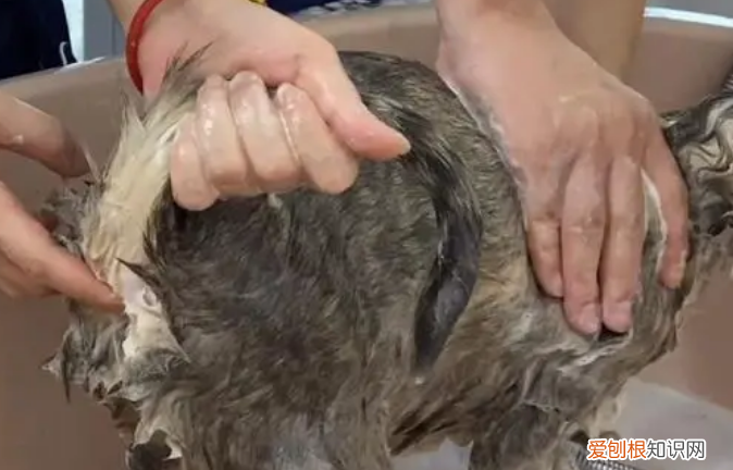 貓需要擠肛門腺嗎 ，貓咪也需要擠肛門腺嗎？