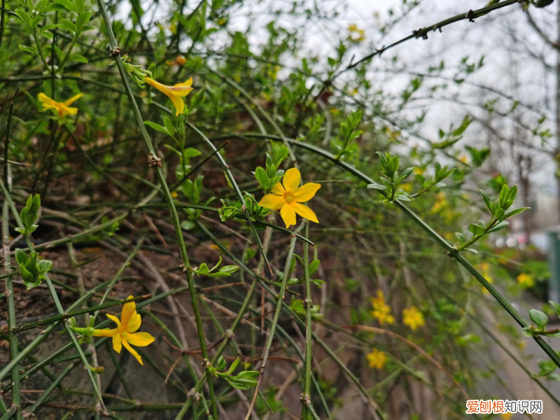 葫蘆島哪里開花了，葫蘆島適合養(yǎng)什么花，市花和市樹是什么？