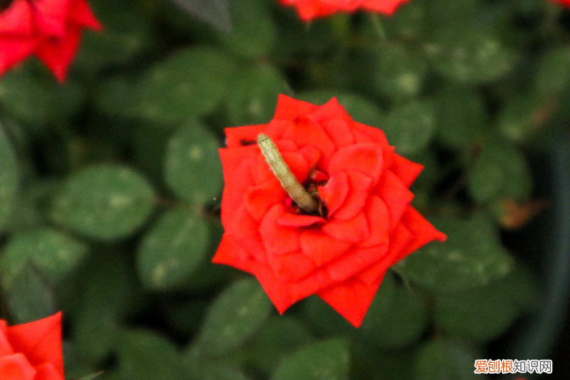 葫蘆島哪里開花了，葫蘆島適合養(yǎng)什么花，市花和市樹是什么？