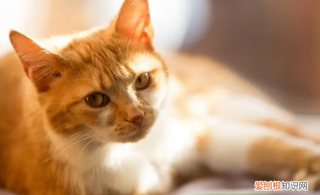 貓咪尿血可以自愈嗎 ，貓咪尿血還能活多久？