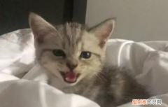 貓發(fā)出低低的嗚嗚聲 ，貓咪發(fā)出低沉的吼叫？