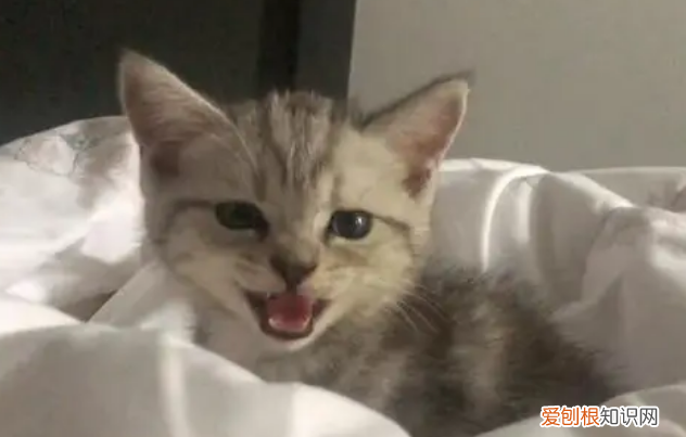 貓發(fā)出低低的嗚嗚聲 ，貓咪發(fā)出低沉的吼叫？